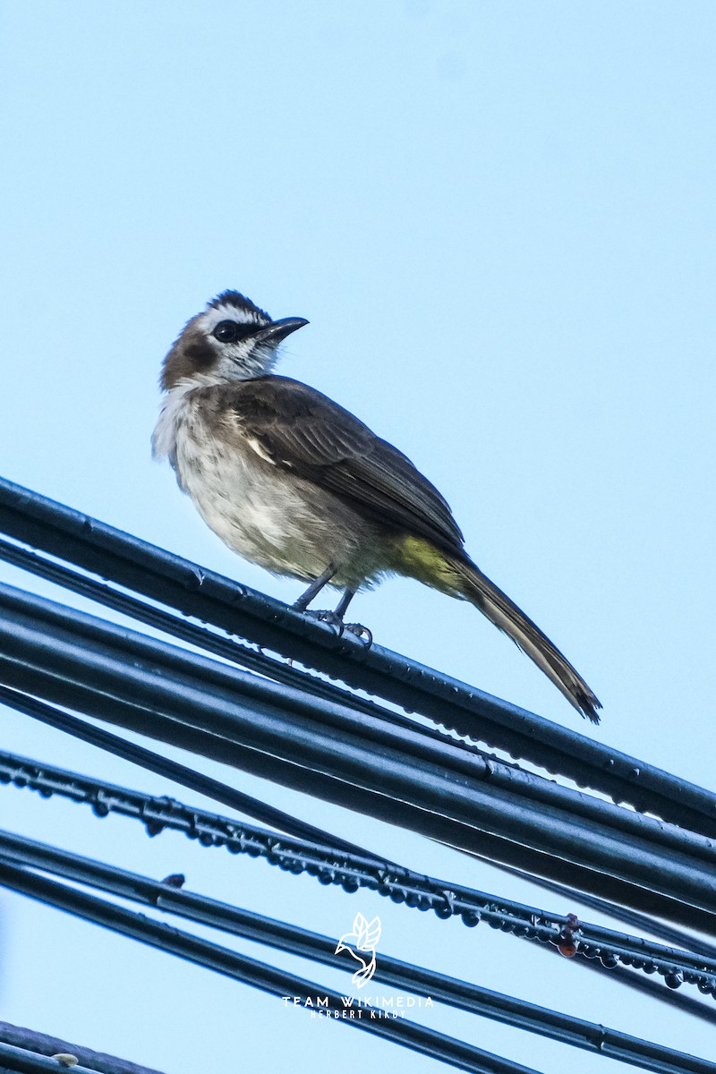 Yellow-vented Bulbul - ML645702906