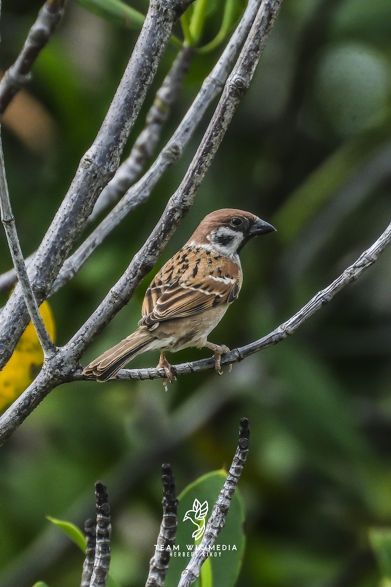 Eurasian Tree Sparrow - ML645702908