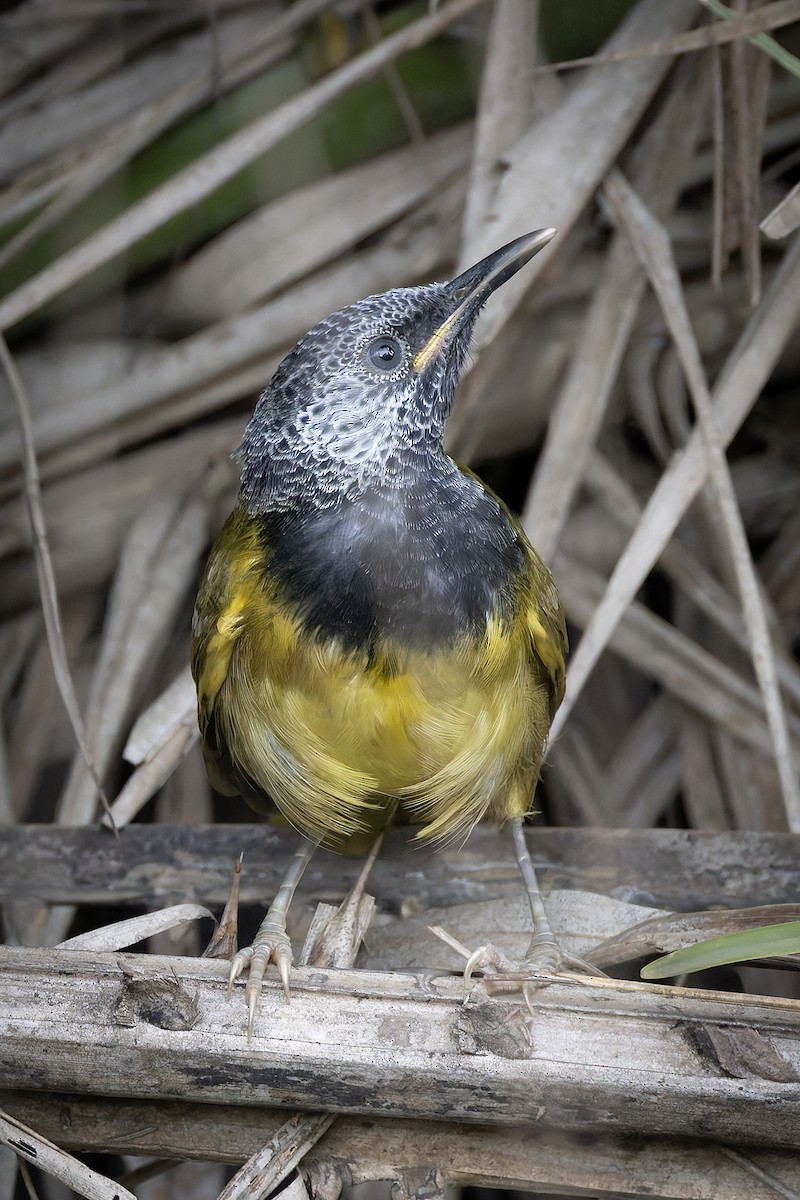 Oriole Warbler - ML645702909