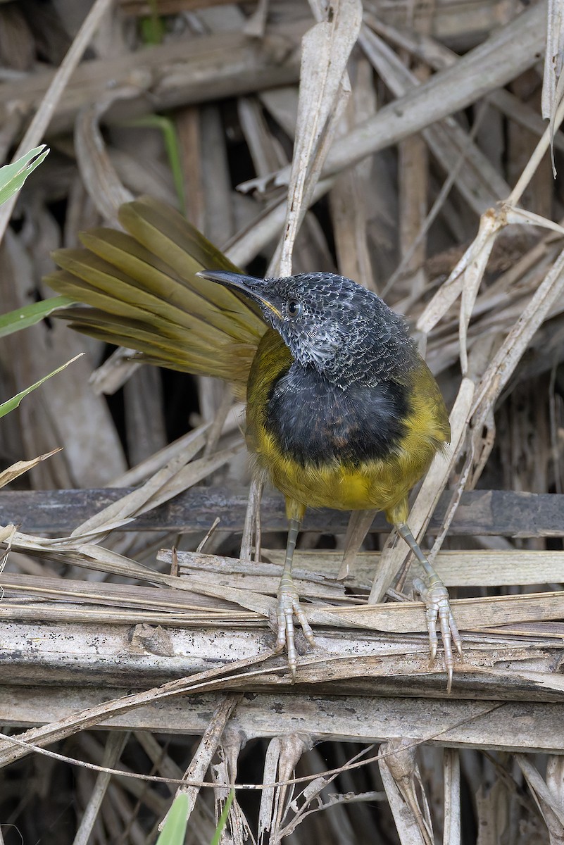 Oriole Warbler - ML645702910