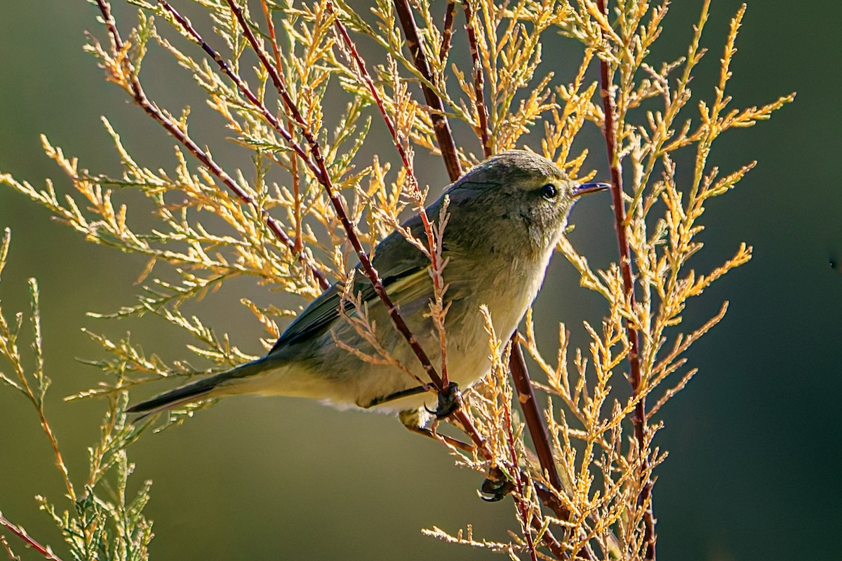 Common Chiffchaff - ML645702911