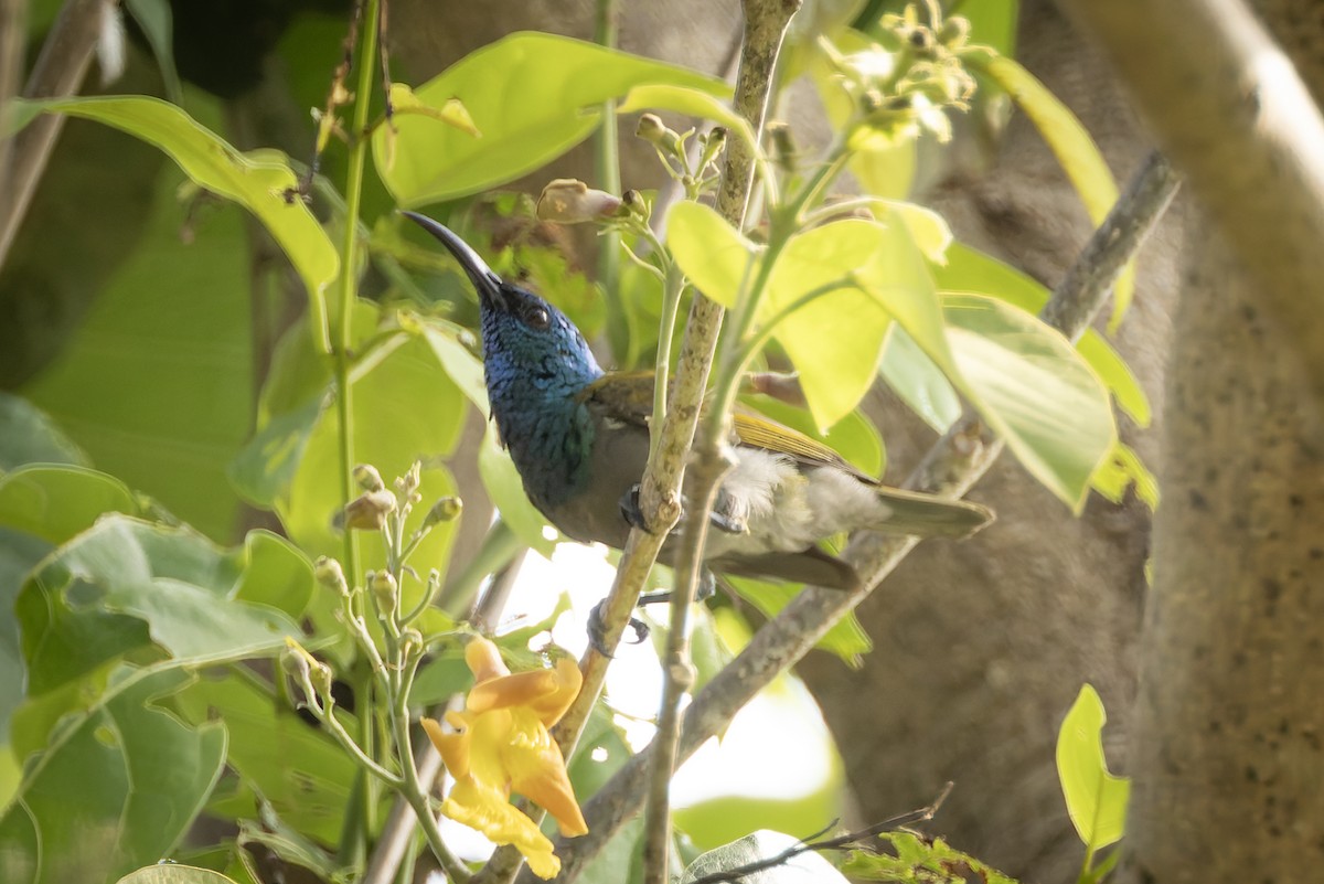 Green-headed Sunbird - ML645702912