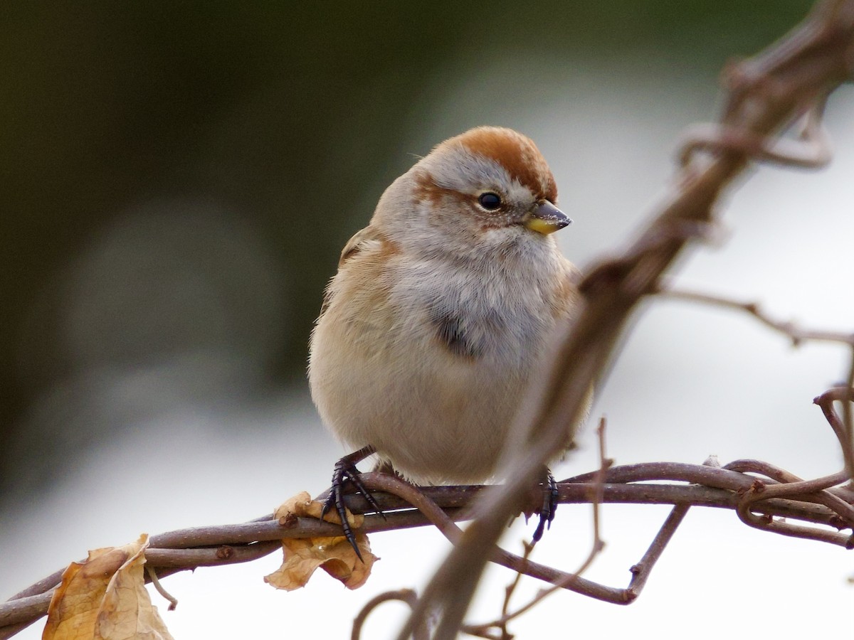 American Tree Sparrow - ML645702913