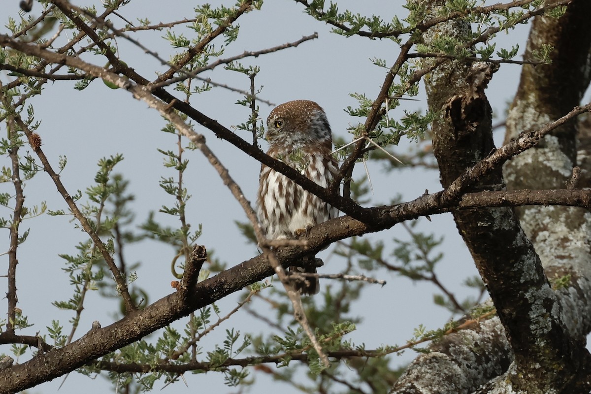 Pearl-spotted Owlet - ML645702915