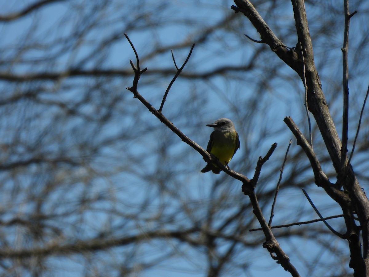 Tropical Kingbird - ML645702918