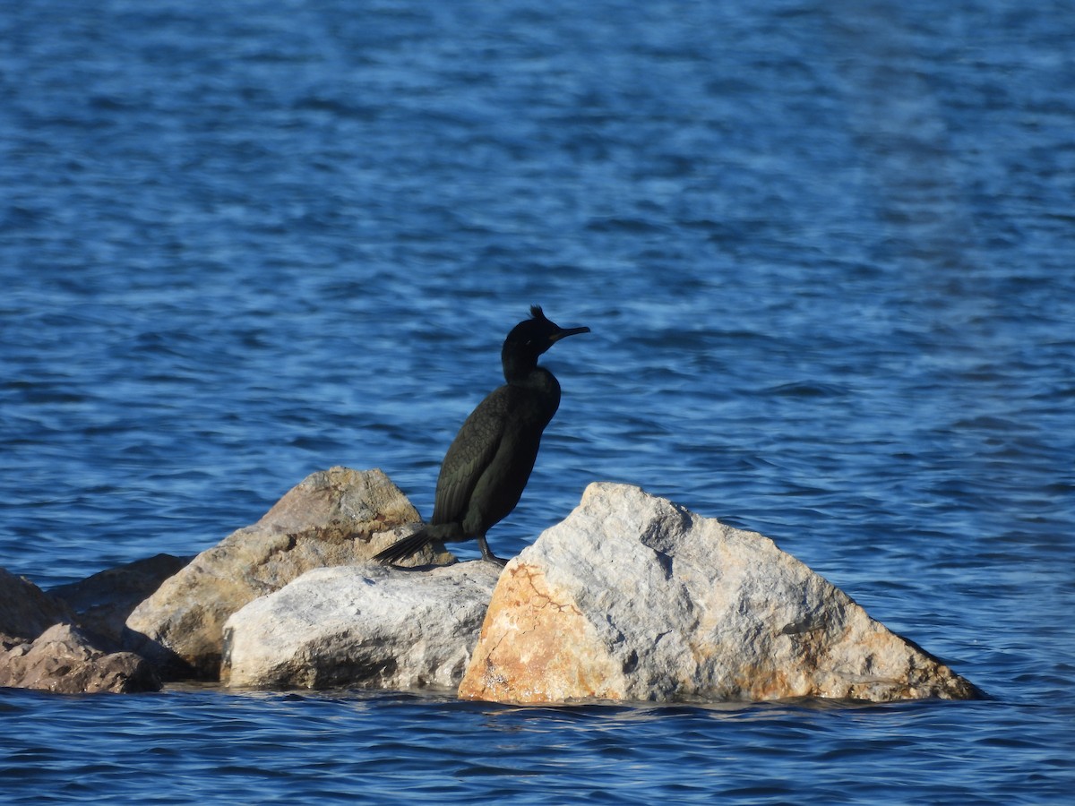 European Shag - ML645702920