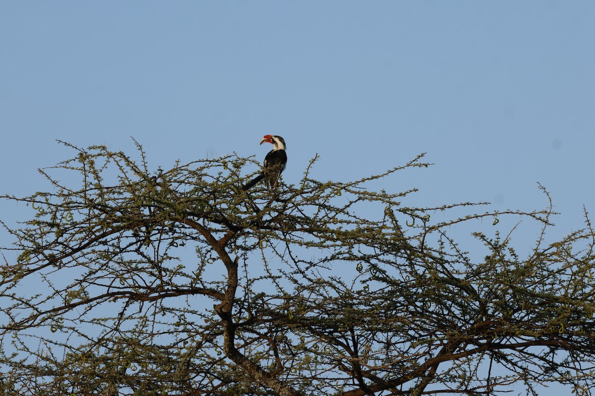Von der Decken's Hornbill - ML645702930