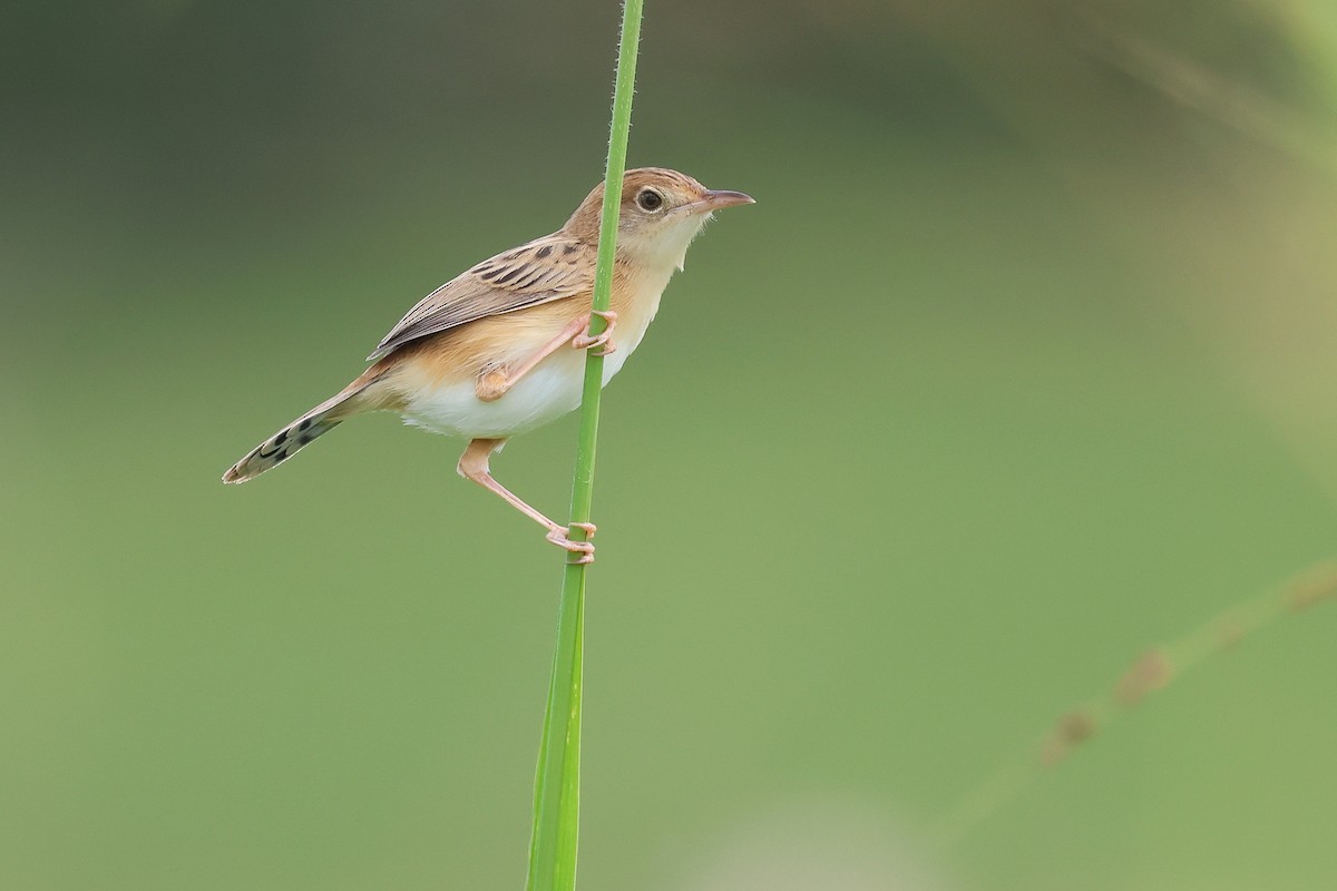 Golden-headed Cisticola - ML645702938