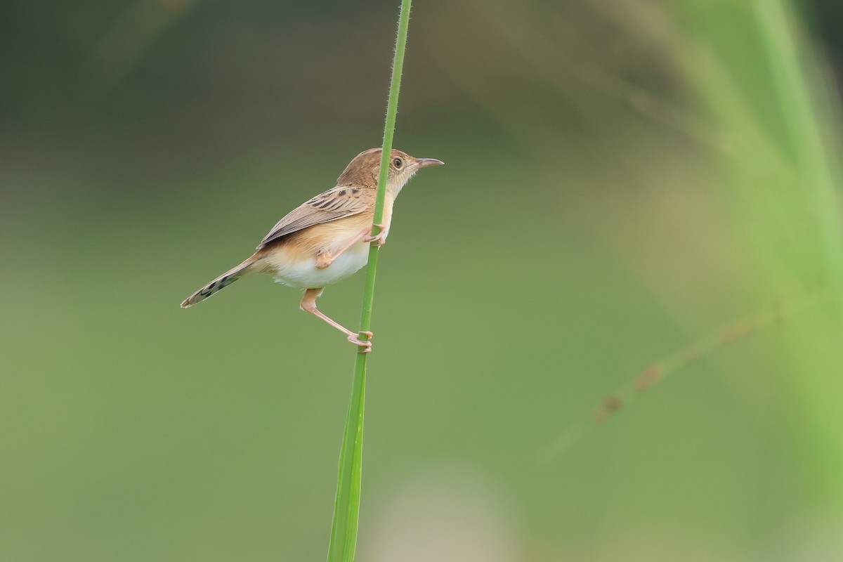 Golden-headed Cisticola - ML645702939