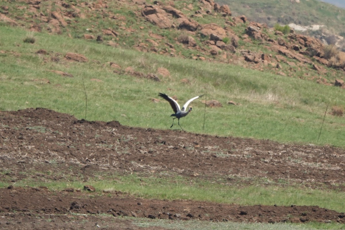 Gray Crowned-Crane - ML645702940