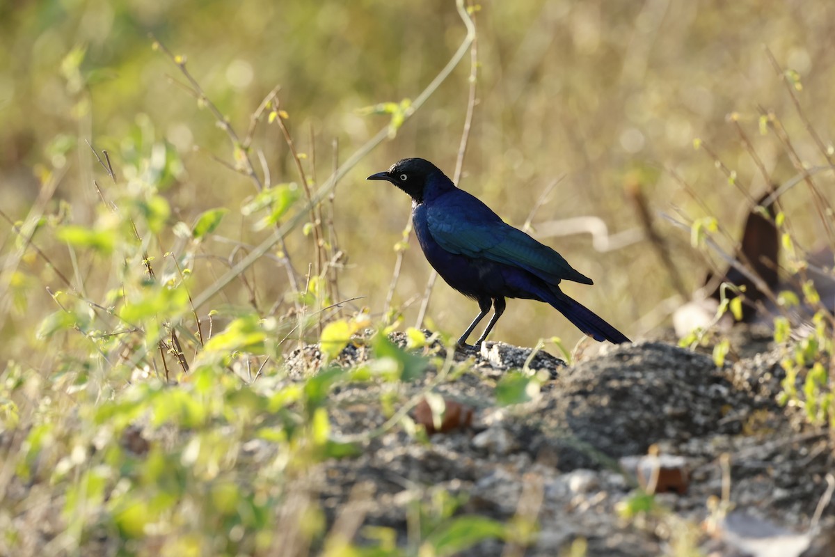Rüppell's Starling - ML645702953