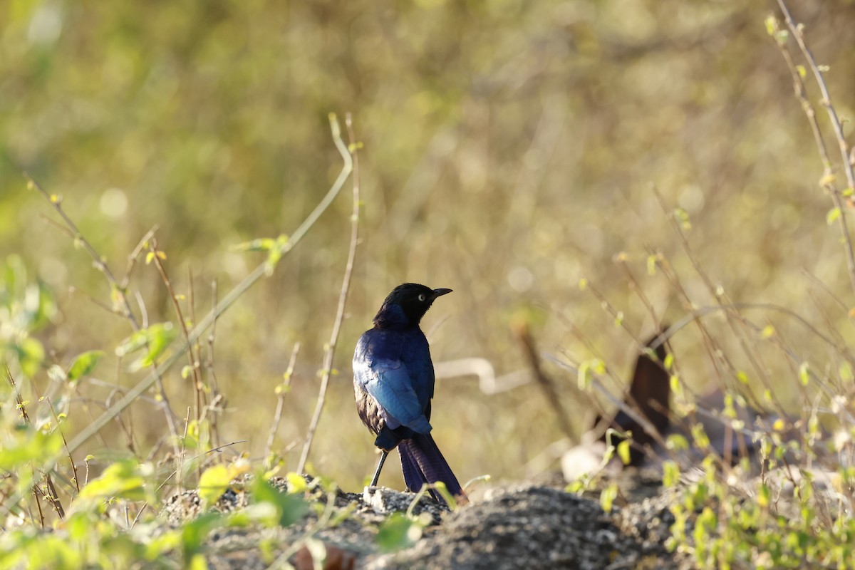 Rüppell's Starling - ML645702954