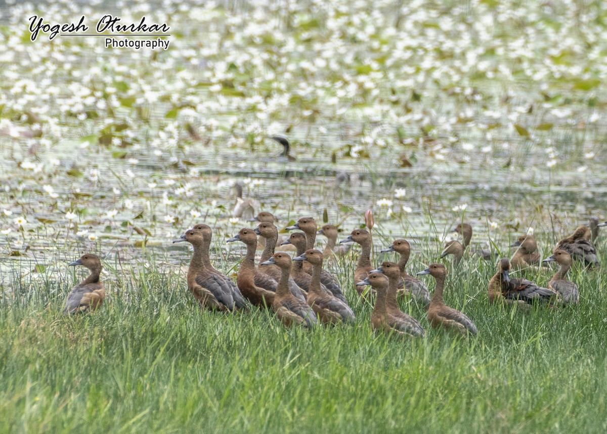 Lesser Whistling-Duck - ML645702965