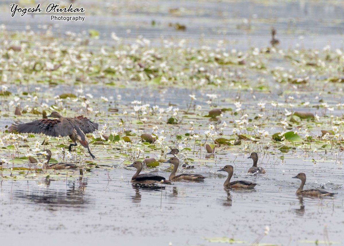 Lesser Whistling-Duck - ML645702966