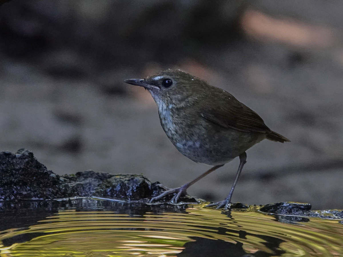 Lesser Shortwing - ML645702967