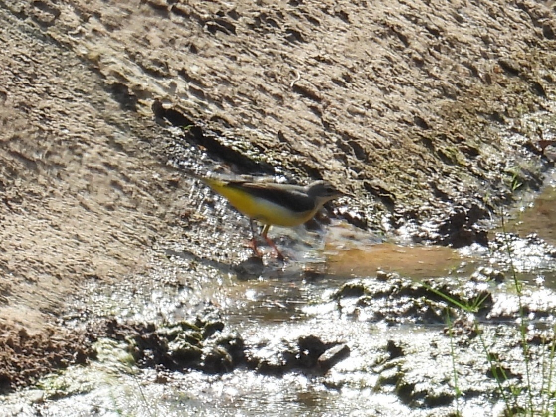 Eastern Yellow Wagtail - ML645702968