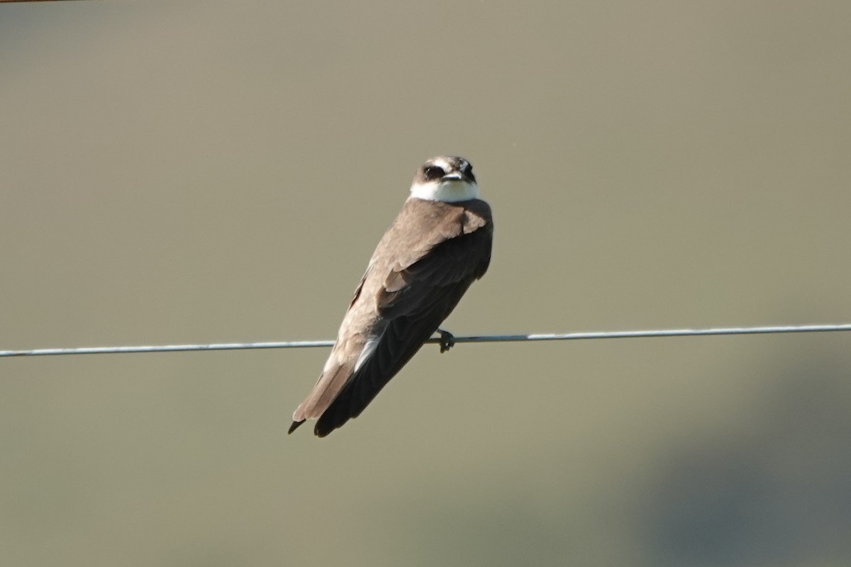 Banded Martin - ML645702977