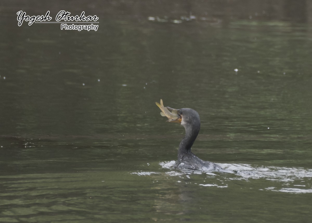 Indian Cormorant - ML645702978