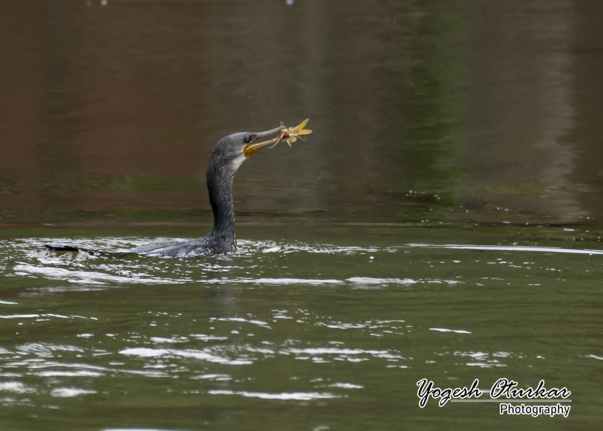 Indian Cormorant - ML645702979