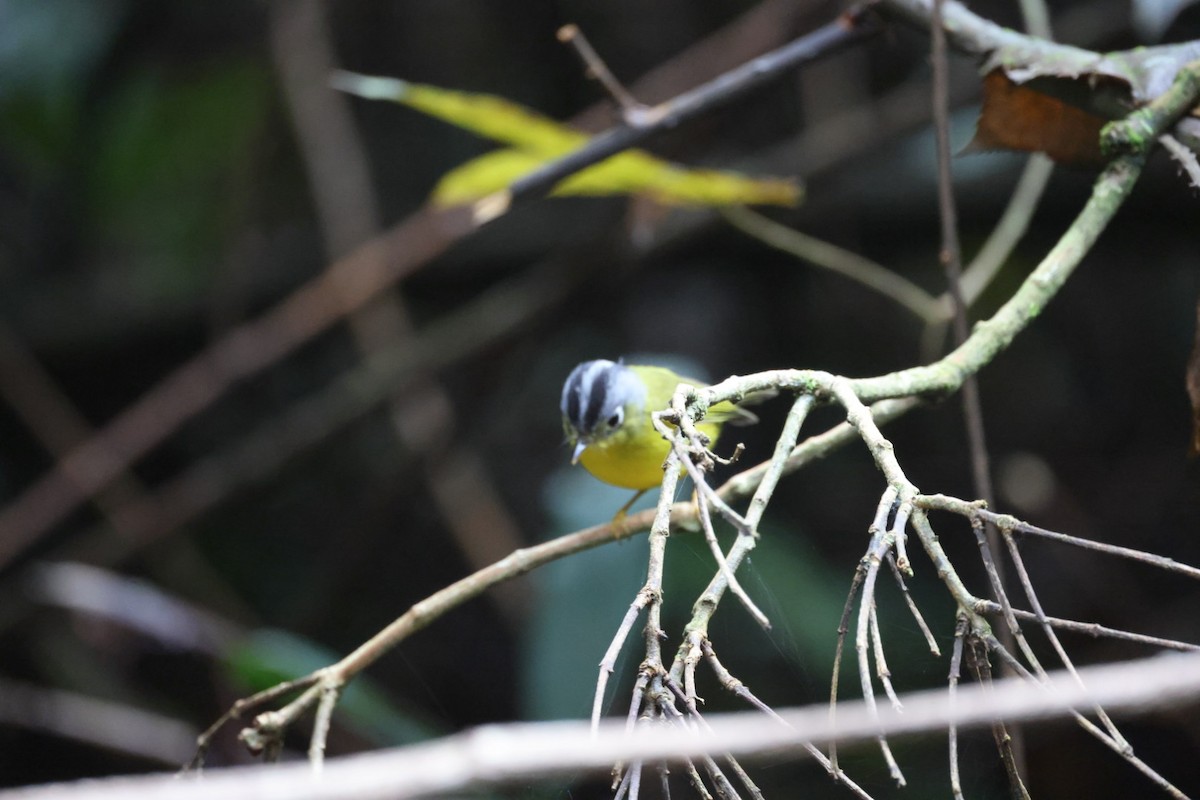 White-spectacled Warbler - ML645702981