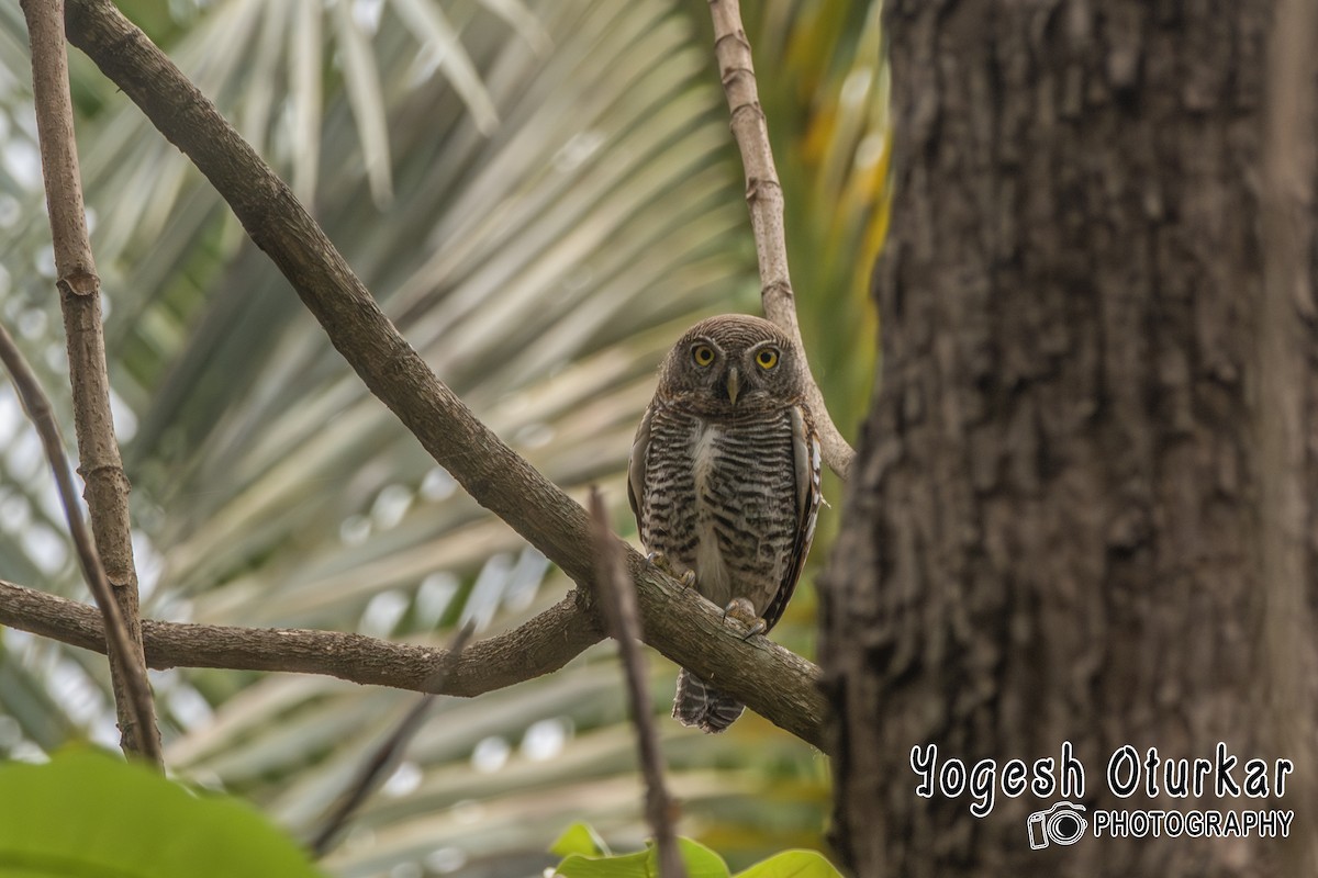 Jungle Owlet - ML645702985