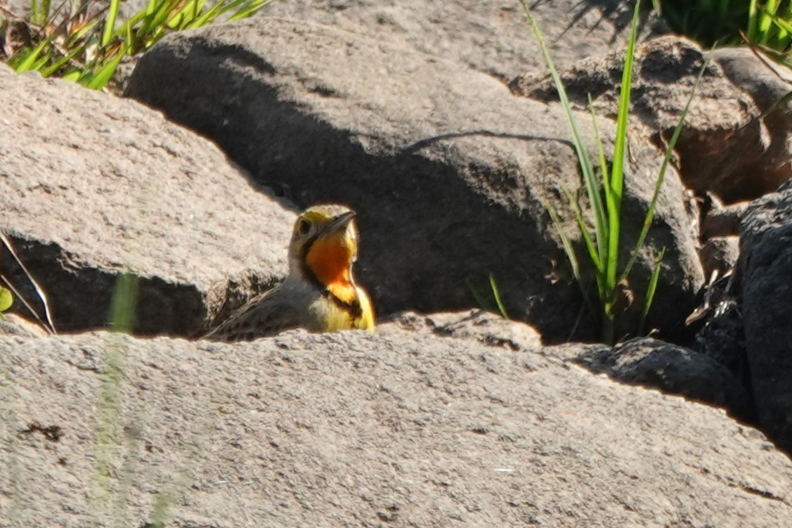 Orange-throated Longclaw - ML645702989