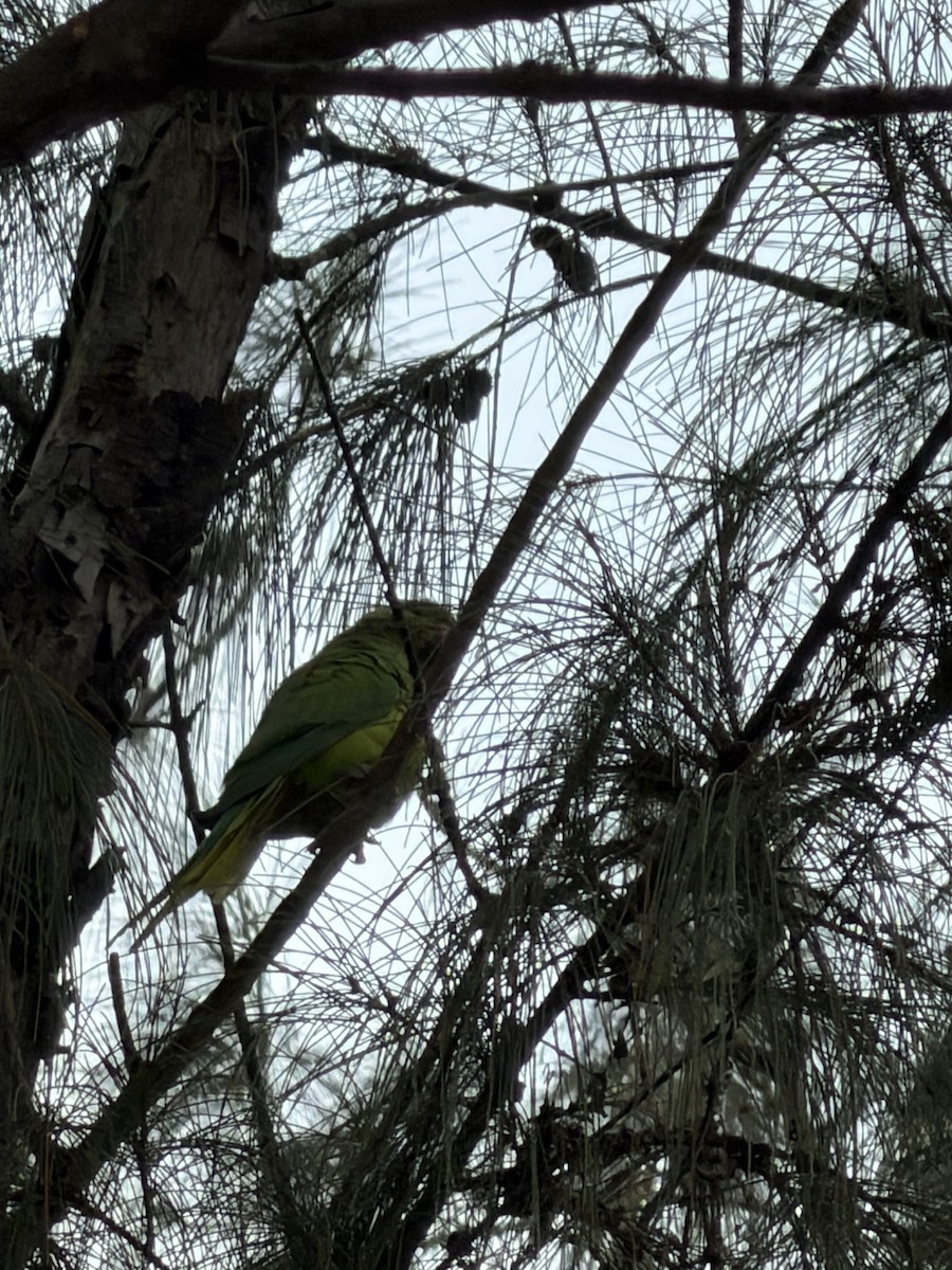 Rose-ringed Parakeet - ML645702998