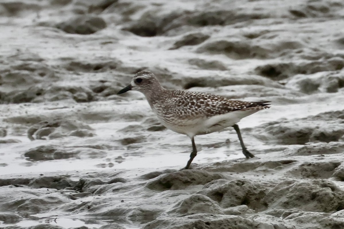 Chorlito Gris - ML645703010