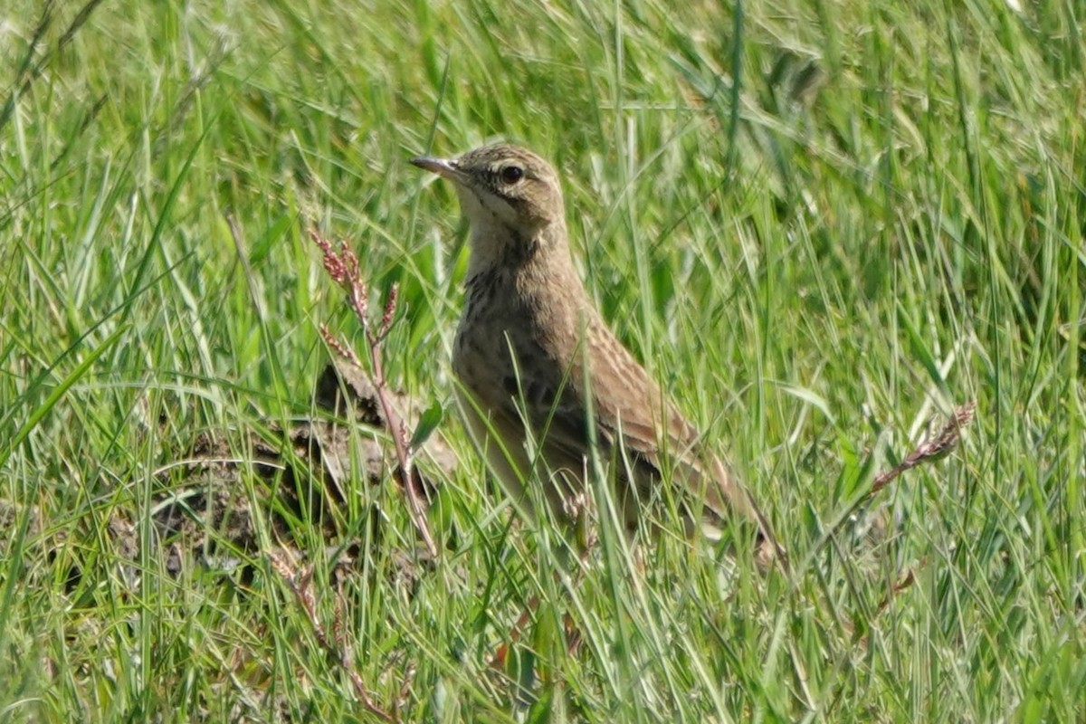 African Pipit - ML645703011