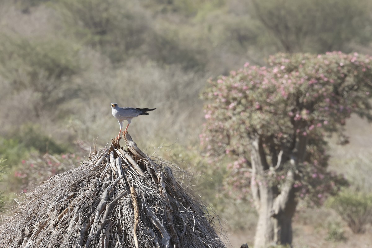 נץ קולני מזרחי - ML645703015