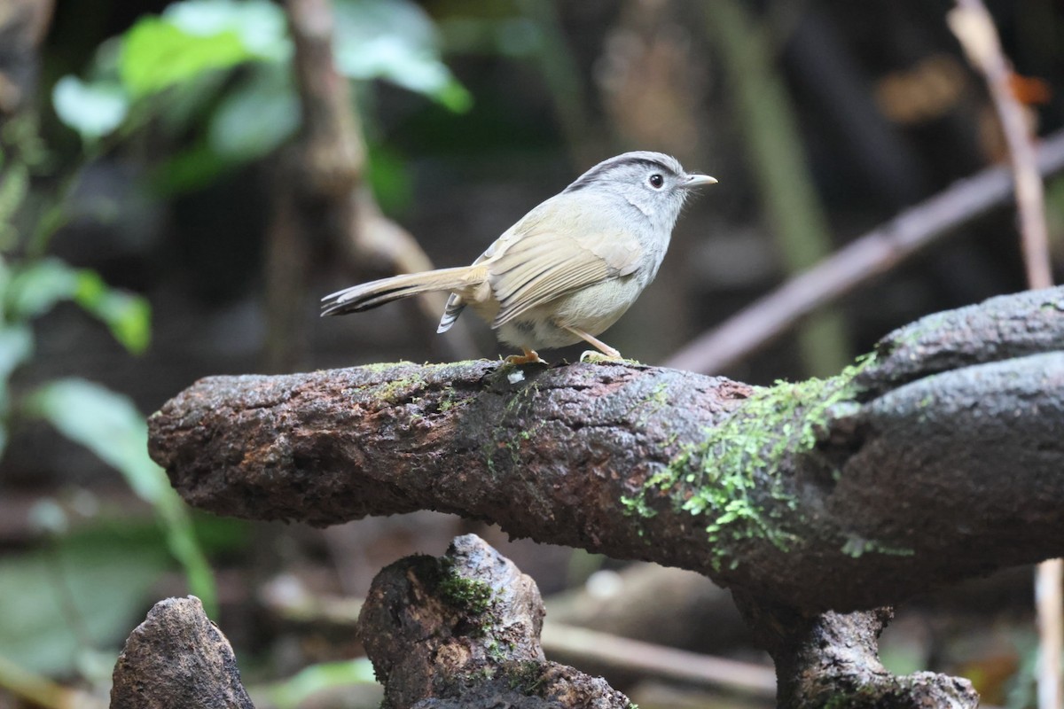 Mountain Fulvetta - ML645703021