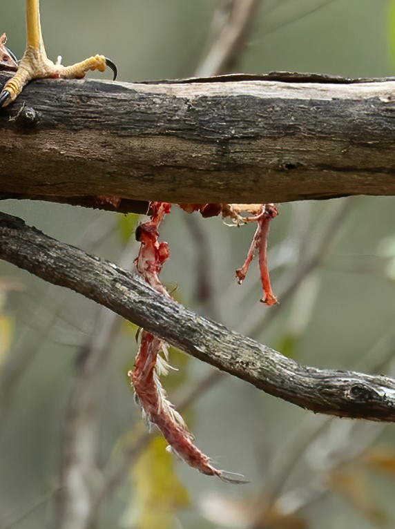 Brown Goshawk - ML645703034