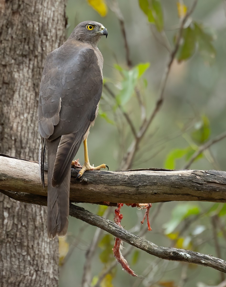 Brown Goshawk - ML645703035
