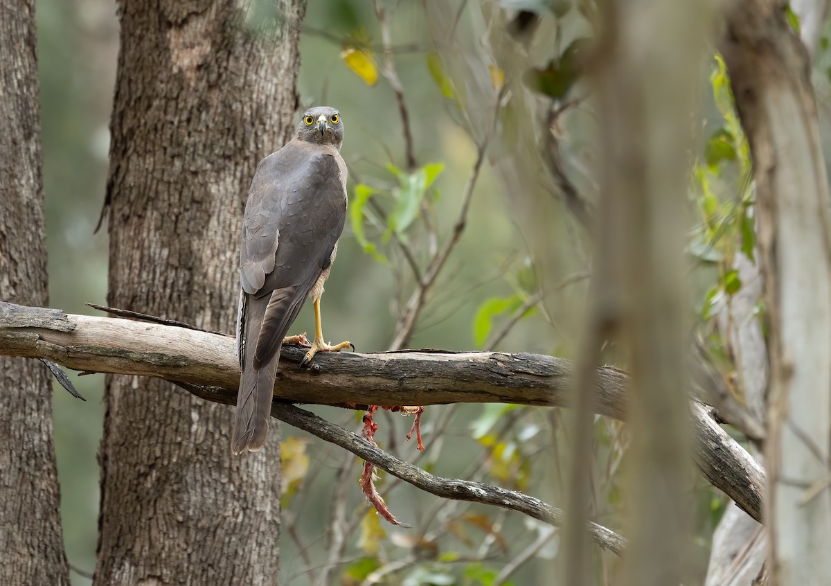 Brown Goshawk - ML645703036