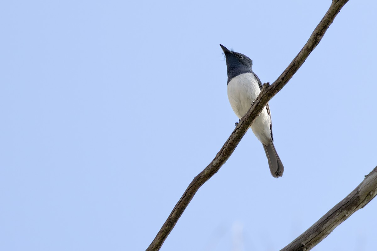Leaden Flycatcher - ML645703046
