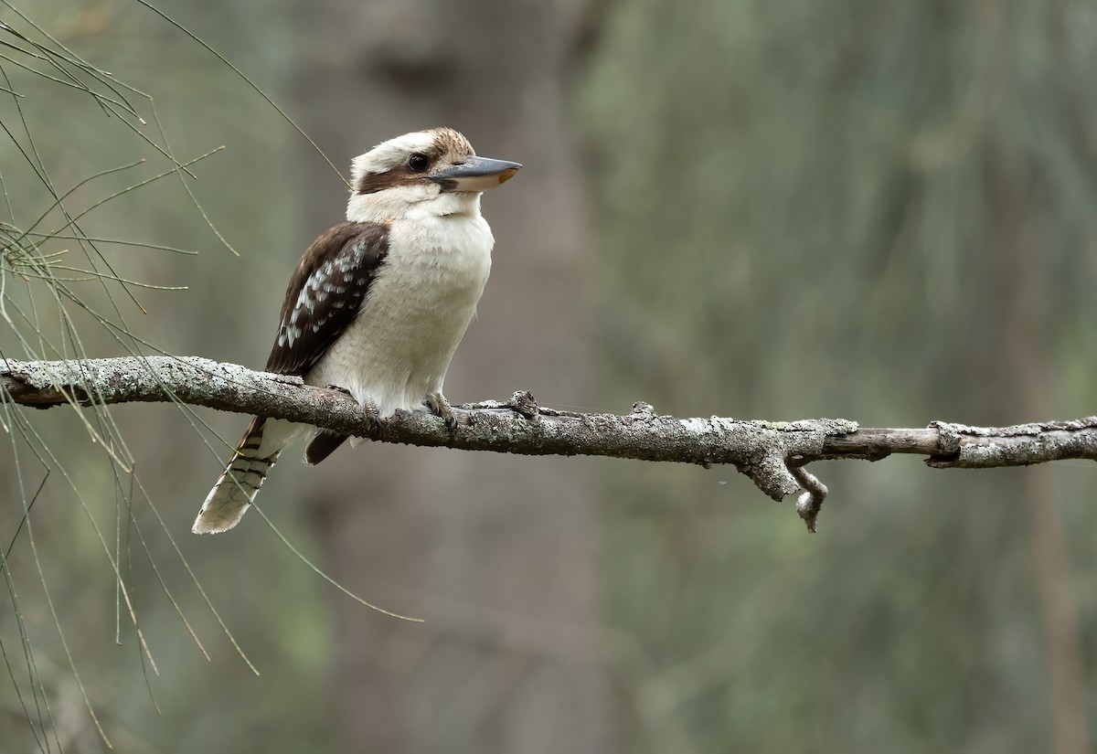 Laughing Kookaburra - ML645703053