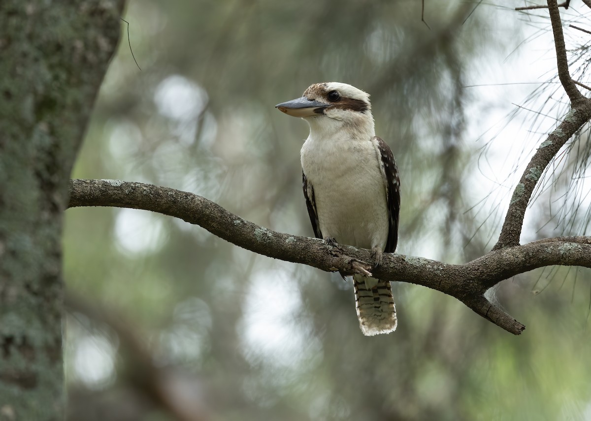 Laughing Kookaburra - ML645703054