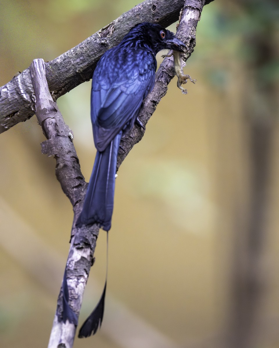 Greater Racket-tailed Drongo - ML645703069