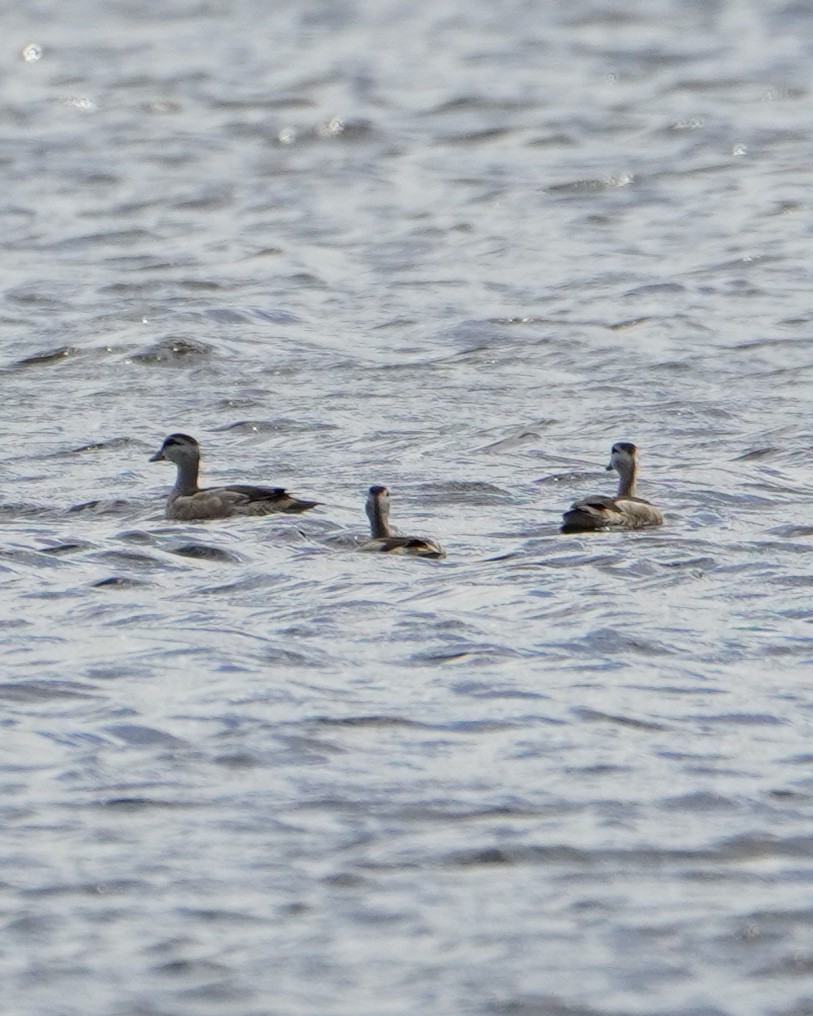 Cotton Pygmy-Goose - ML645703071
