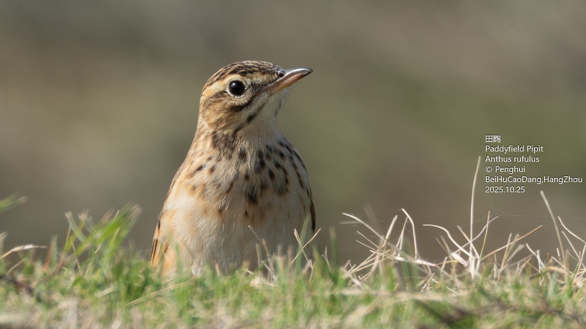 Bisbita de Richard - ML645703085