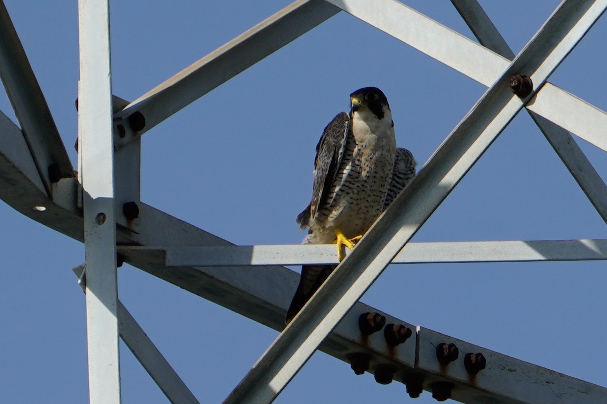 Peregrine Falcon - ML645703086
