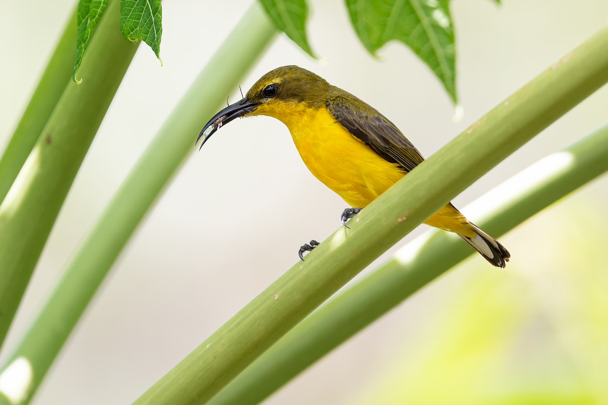 Sahul Sunbird - ML645703091