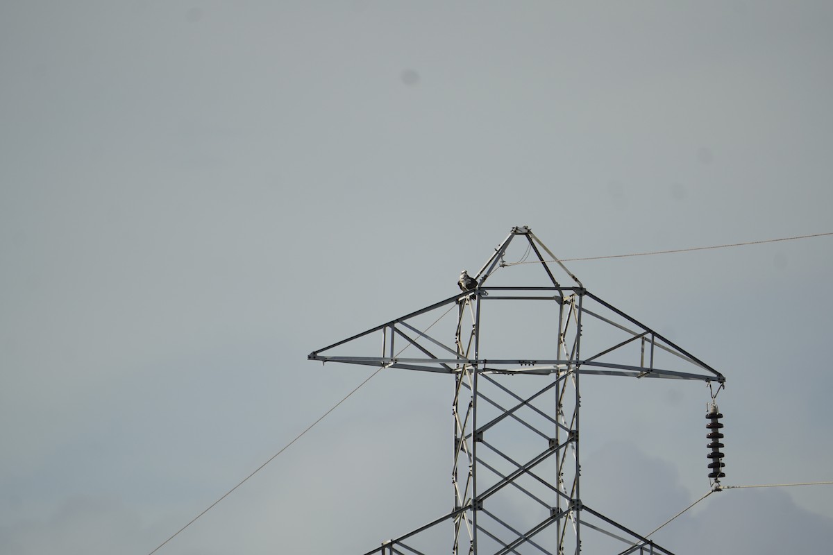 Osprey - ML645703093