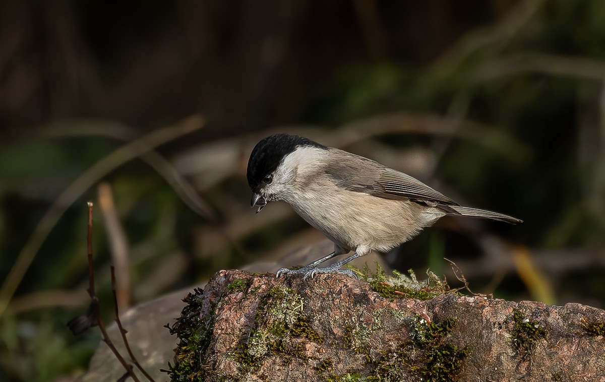 Marsh Tit - ML645703095