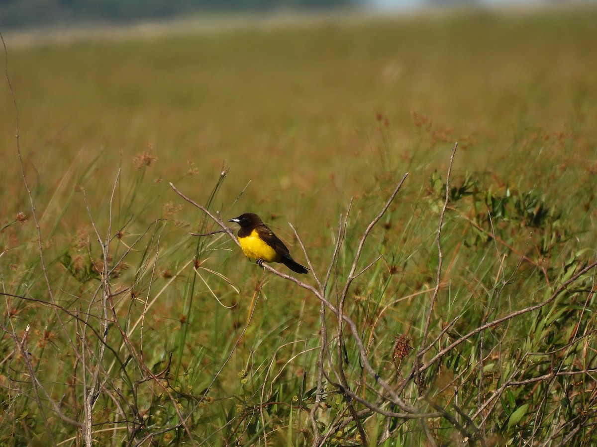 Yellow-rumped Marshbird - ML645703096