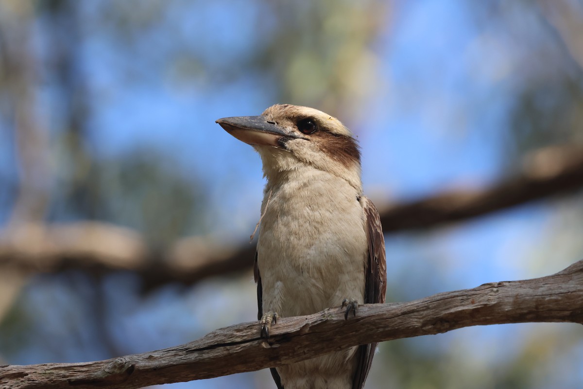 Cucaburra Común - ML645703107