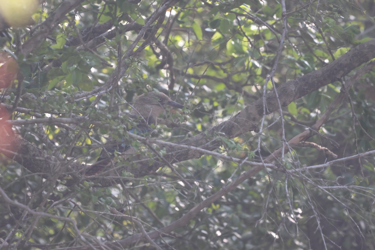 Cucaburra Aliazul - ML645703111