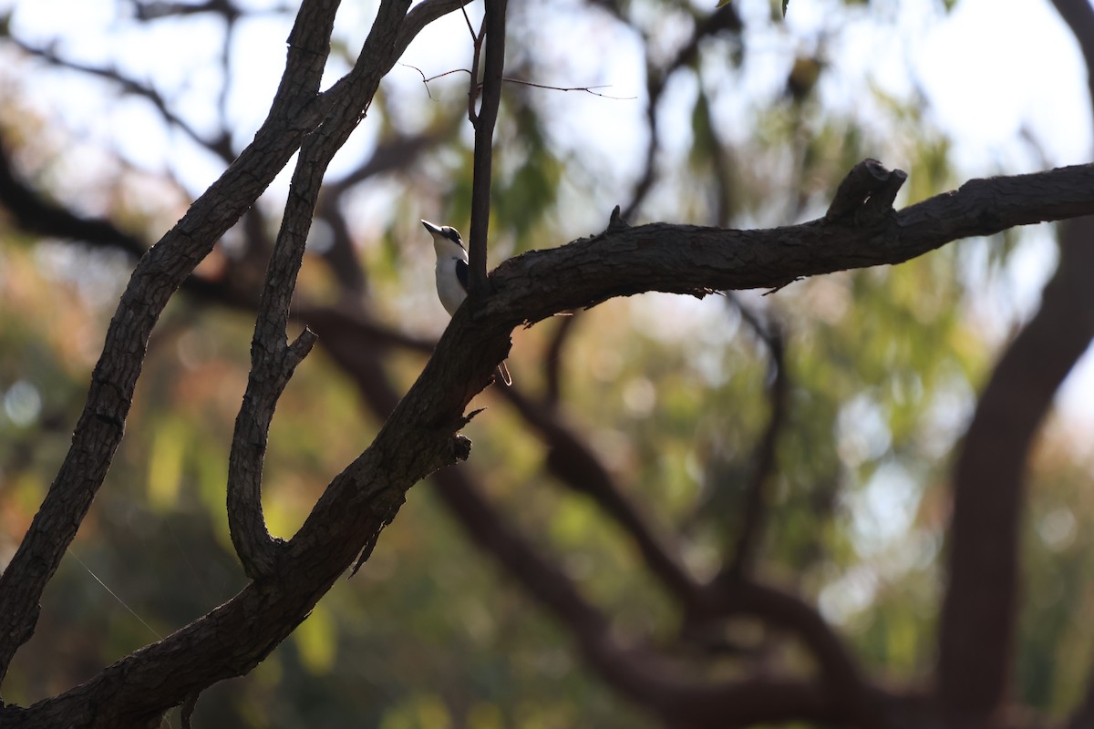 Alción del Macleay - ML645703115