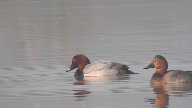 Porrón Europeo - ML645703116