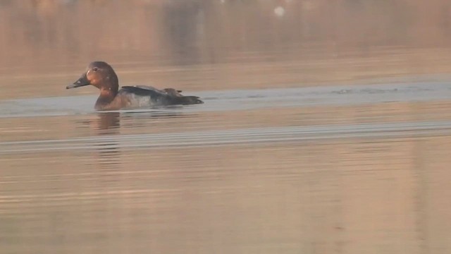 Porrón Europeo - ML645703119